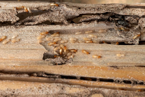 Best Pest Inspection Near Me  in Troy Hills, NJ